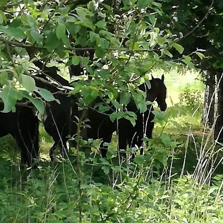 アパート - Bobrowe Zacisze 3 *