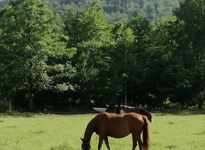 - Bobrowe Zacisze 3 Janowice Wielkie