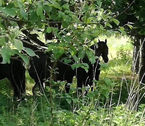 Apartment - Bobrowe Zacisze 3 *